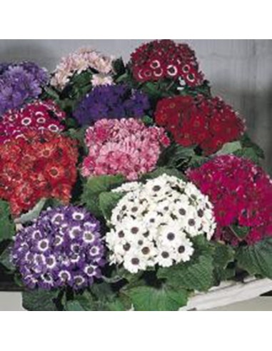 Cineraria de flor o senecio por 4,50€ en Germigarden