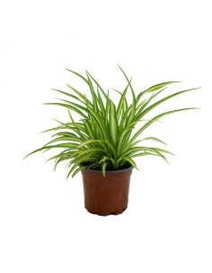 Comprar cintas desde 1,95€ en Germigarden