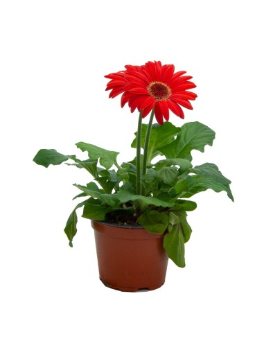 Comprar gerbera en Germigarden por 4,95€