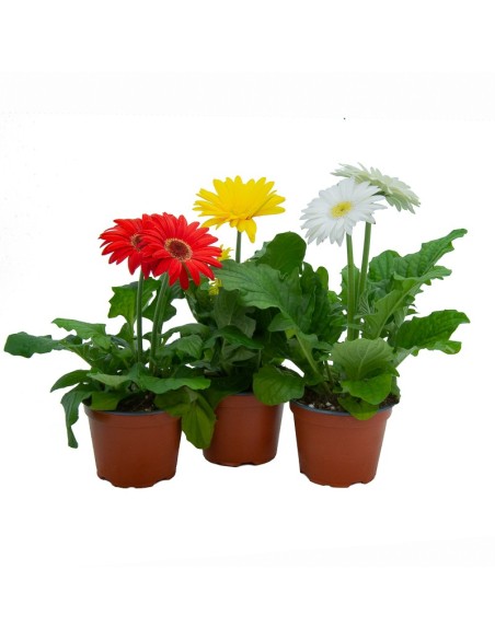 Compre gérbera em Germigarden por € 4,95