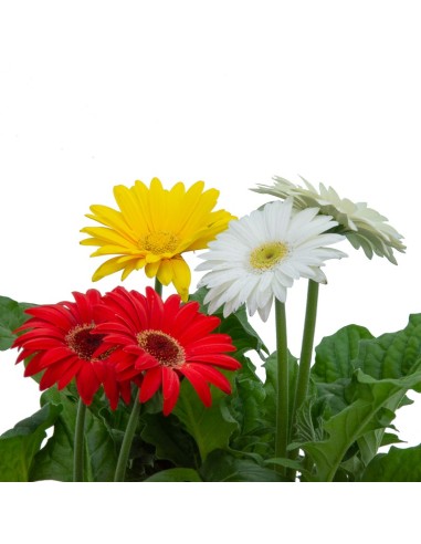 Achetez du gerbera chez Germigarden pour 4,95 €