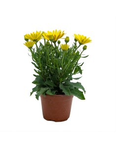 Comprar dimorphotheca de várias cores a partir de € 3,75 em Germigarden