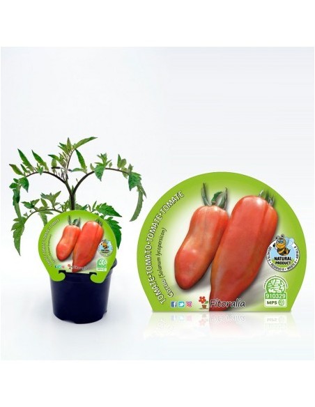Tomate corno (vaso de 10,5 cm Ø)