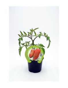 Tomàquet corno (test 10,5 cm Ø)