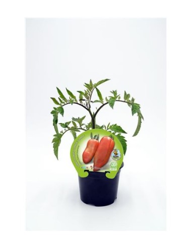 Tomate corno (vaso de 10,5 cm Ø)