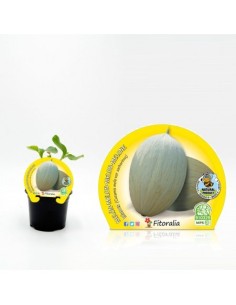 Melón Blanco (maceta 10,5 cm Ø)