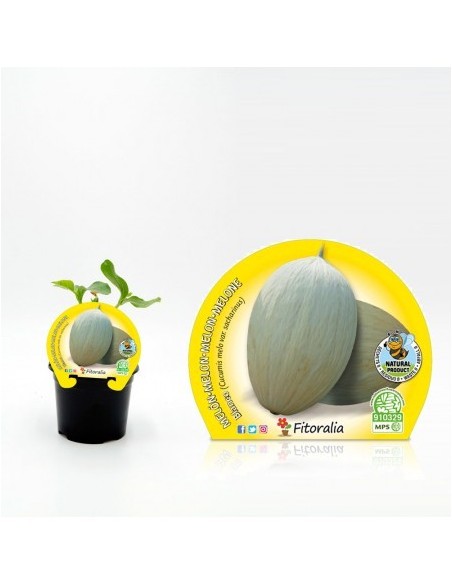 Melón Blanco (maceta 10,5 cm Ø)