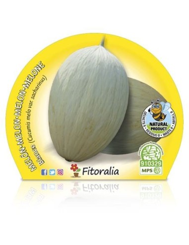 Melón Blanco (maceta 10,5 cm Ø)