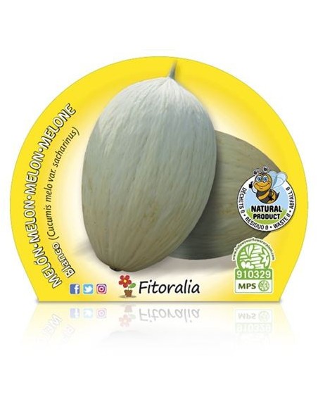 Melón Blanco (maceta 10,5 cm Ø)