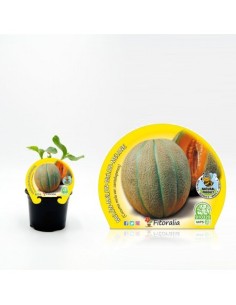 Meló Cantalup (test 10,5 cm Ø)