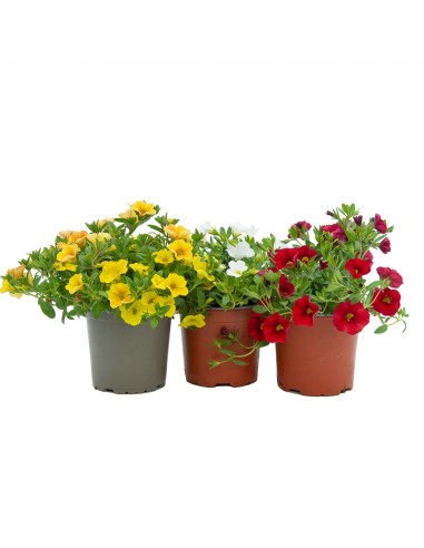 Calibrachoa (maceta 13cm Ø)