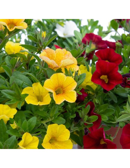 Calibrachoa (pote 13cm Ø)