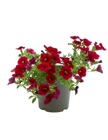 Calibrachoa (maceta 13cm Ø)