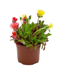 Messem ficoides (maceta 10,5 cm Ø)