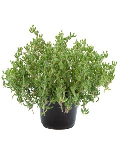 Penduline Mesem à 1,75 € l'unité à Germigarden