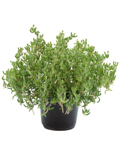Mesem pendulin por 1,75€ la unidad en Germigarden