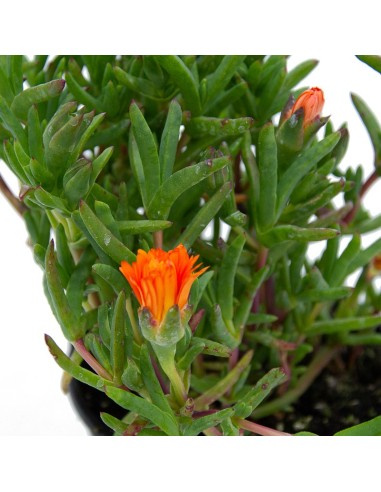 Achetez du mesem pour 1,50€ chez Germigarden