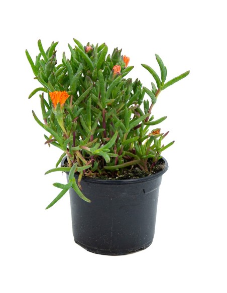 Mesem (maceta 10,5 cm de Ø)