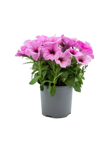 Achetez de la potunia, à partir de 4,05€ chez Germigarden