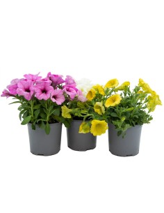 Comprar potunia, desde 4,05€ en Germigarden
