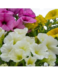 Achetez de la potunia, à partir de 4,05€ chez Germigarden 2