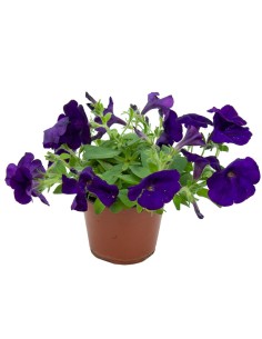 Comprar surfinia, para colgar desde 4,15€ en Germigarden  2