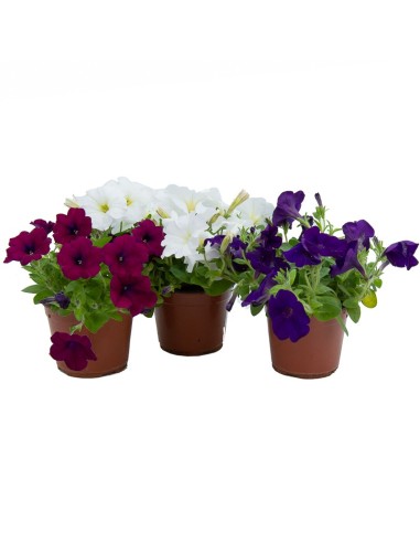 Comprar surfinia, para colgar desde 4,15€ en Germigarden 