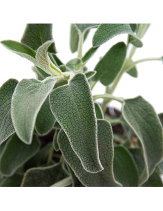 Pittosporum (test 15 cm ø) 2