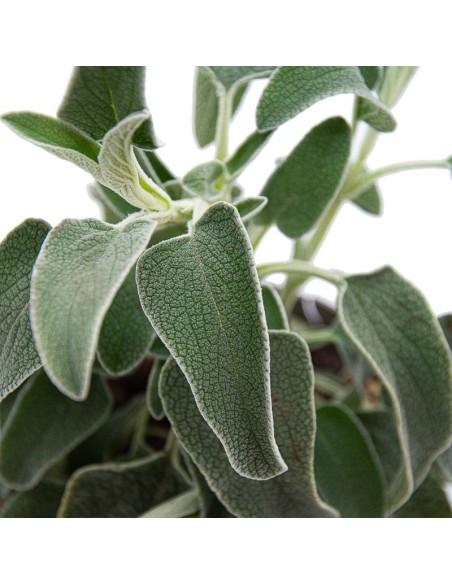 Phlomis fructicosa o salvia amarilla (maceta 15 cm ø)
