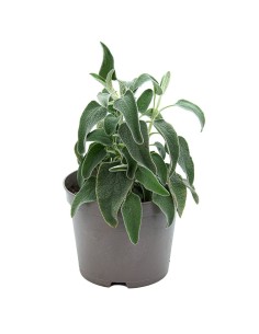 Pittosporum (test 15 cm ø)