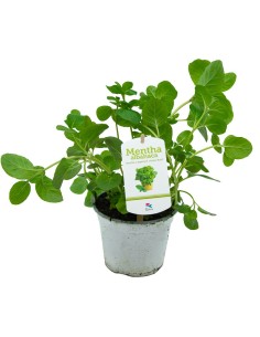 Menta sabor albahaca ecologica (maceta 13 cm Ø)
