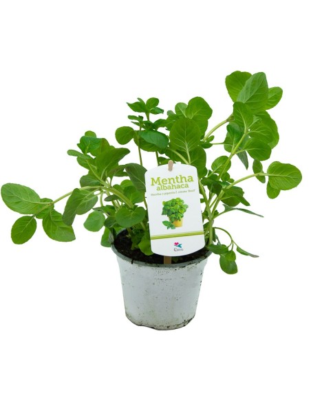 Menta