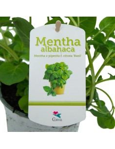 Menta 2