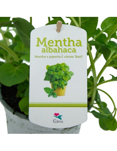 Menta sabor albahaca ecologica (maceta 13 cm Ø)