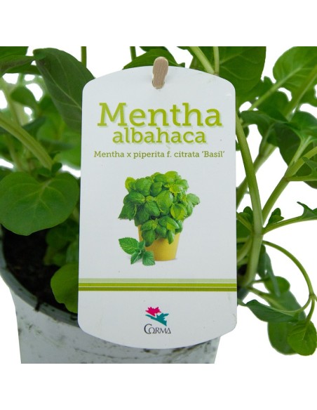 Hortelã manjericão orgânico (vaso 13 cm Ø)