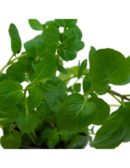 Menta gust alfàbrega ecològica (test 13 cm Ø)