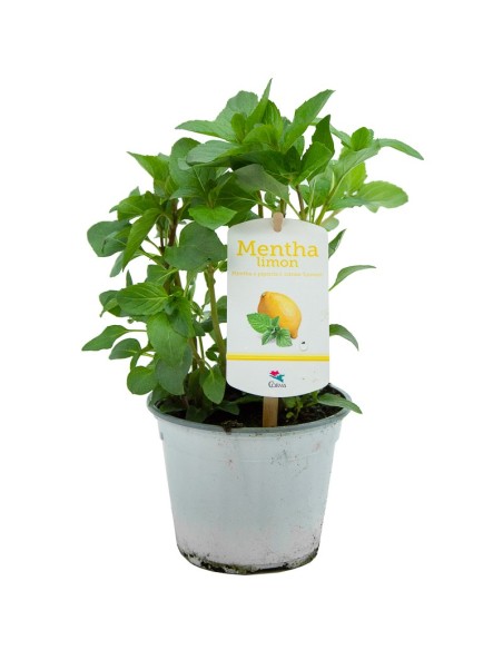Menta sabor limón ecologica (maceta 13 cm Ø)