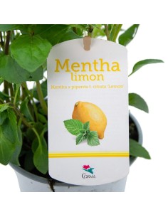 Menta sabor limón ecologica (maceta 13 cm Ø) 2