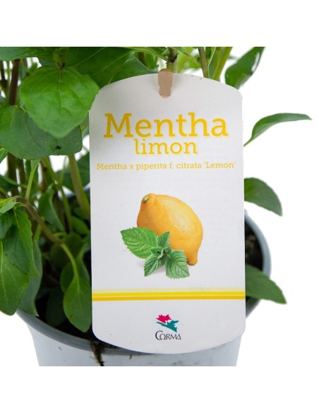 Menta gust llimona ecològica (test 13 cm Ø)