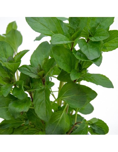 Menta