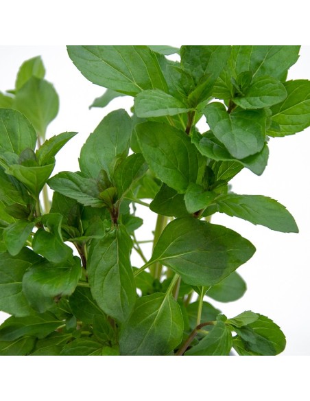 Menta