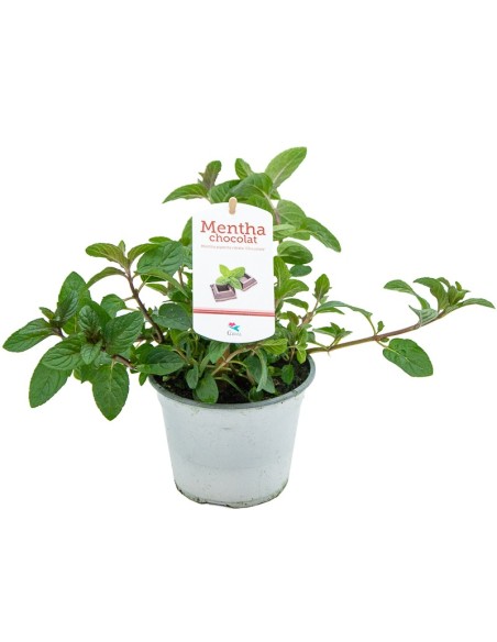Menta gust xocolata ecològica (test 13 cm Ø)