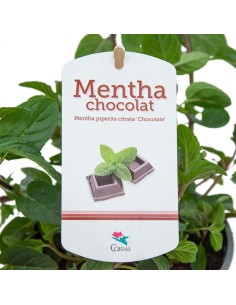 Menta sabor chocolate ecologica (maceta 13 cm Ø) 2