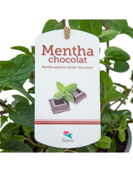 Menta gust xocolata ecològica (test 13 cm Ø)
