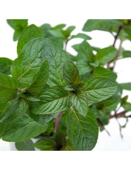 Menta gust xocolata ecològica (test 13 cm Ø)