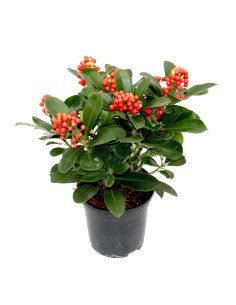 Skimmia o esquimia (maceta 15 cm ø)