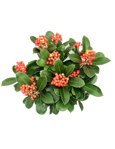 Skimmia o esquimia (test15 cm ø)