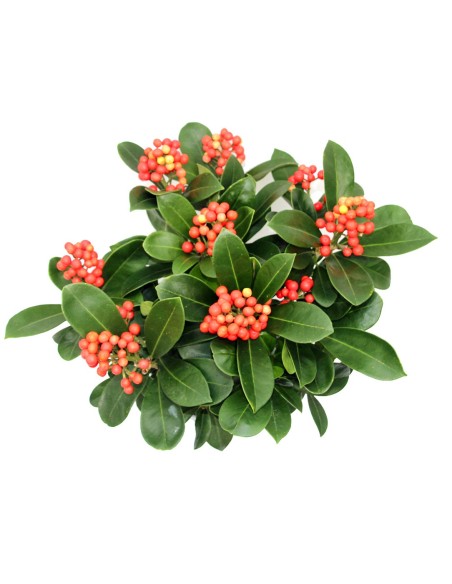 Skimmia o esquimia (test15 cm ø)