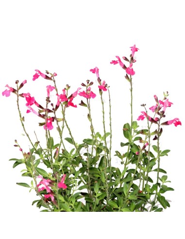 Salvia microphylla (vaso 16 cm ø)