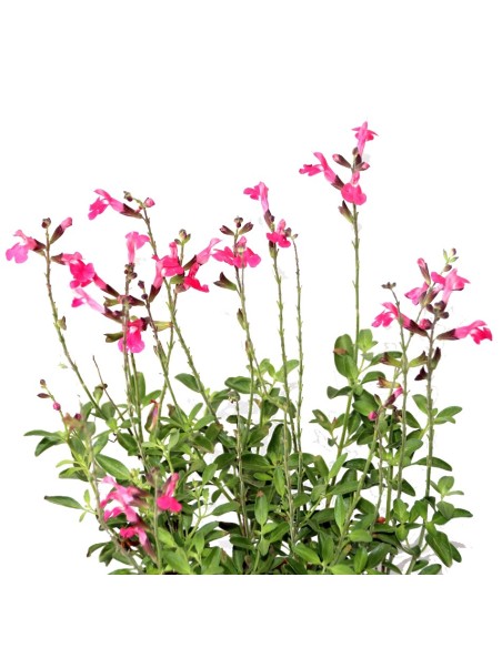Salvia microphylla (test 16 cm ø)